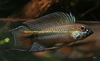 Apistogramma sp rotkeil 'Monte Cristo'