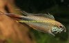 Apistogramma sp rotkeil 'Monte Cristo'