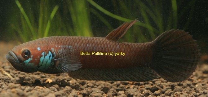 Betta Pallifina