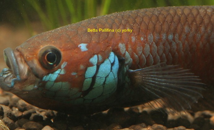 Betta Pallifina head shot