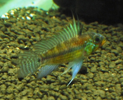 Apistogramm cf juruensis from Peru