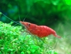 cherry shrimp