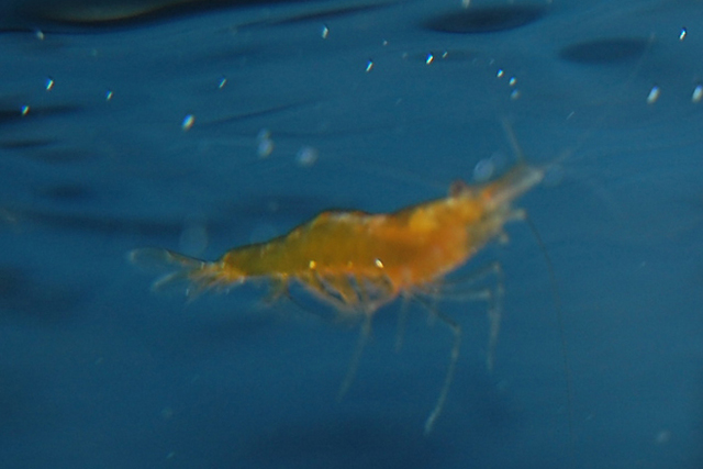 orange shrimp