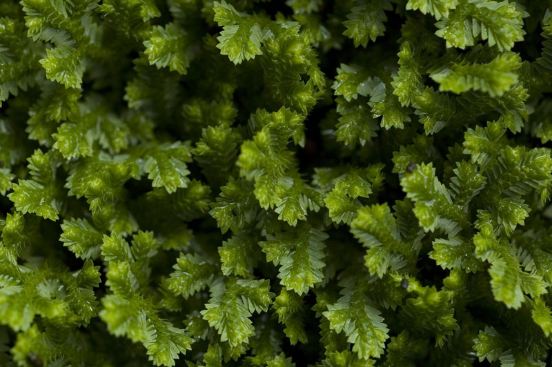 Unknown Moss