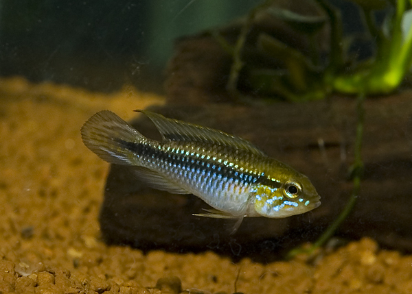 Apistogrmma agassizii 'Tefe' male