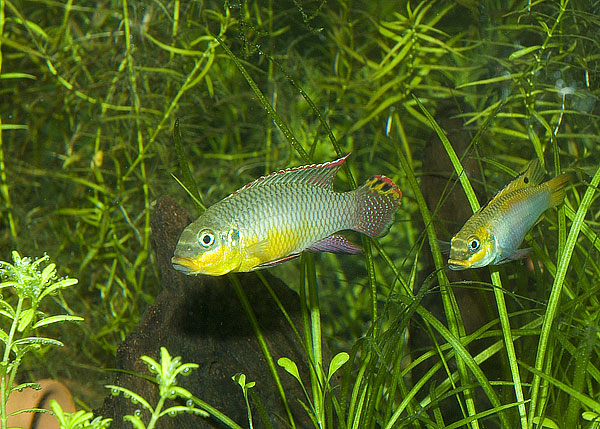 Pelvicachromis taeniatus 'Moliwe'