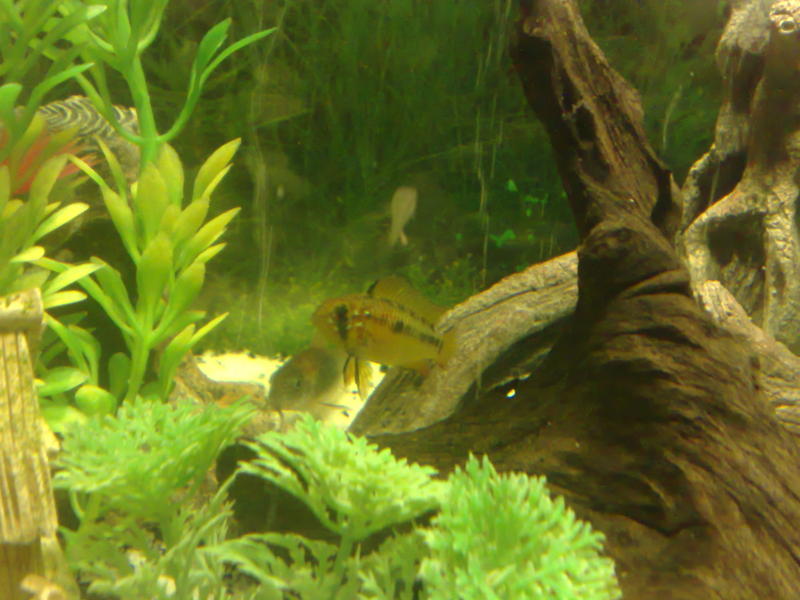 Apistogramma macmasteri