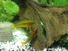 Apistogramma macmasteri