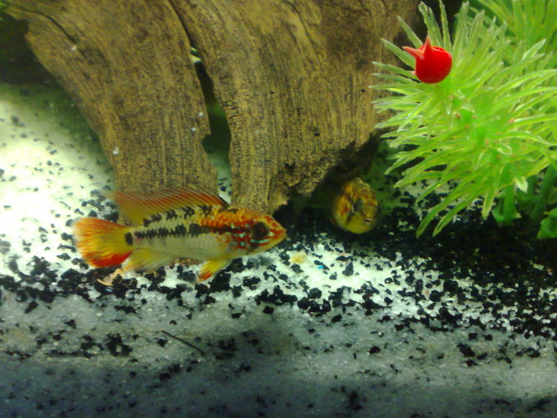 Apistogramma macmasteri