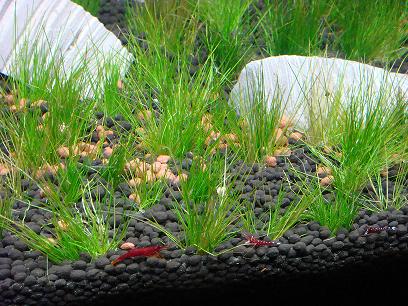 Sulawesi shrimp tank