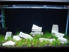 Sulawesi shrimp tank