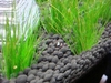 Sulawesi shrimp tank