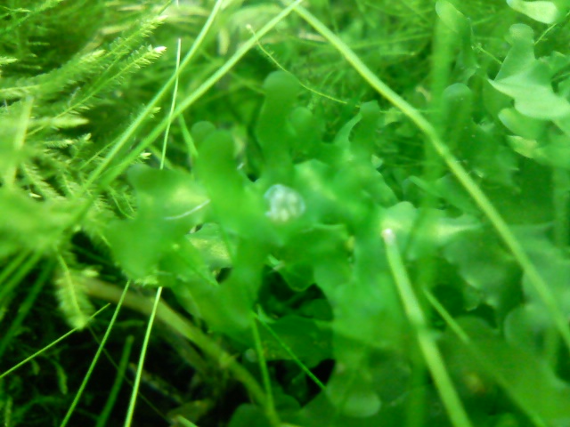 Ramshorn's Eggs