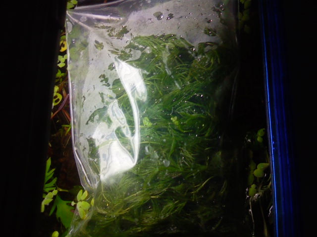 Hornwort