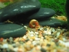 Ramshorn Snail 1