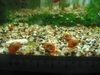 Ramshorn Snail 2