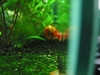 Ramshorn Snail 3