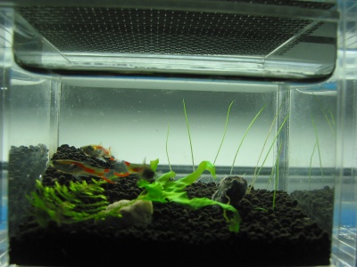 My Pico Tank - C