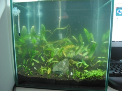 Crypt Tank