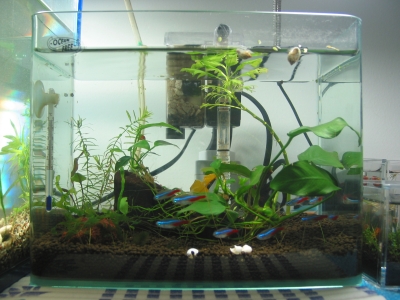 Nano - Neon Tetras