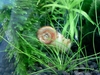 Ramshorn Snails (Parent 1)