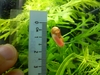 Ramshorn Snails (Parent 2)