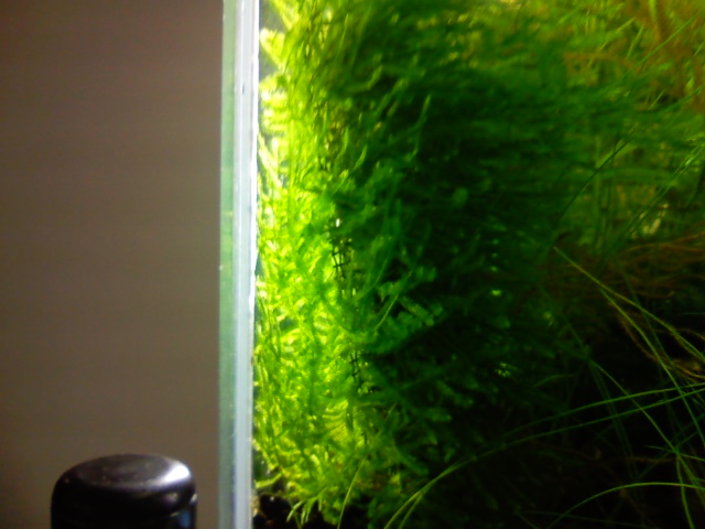 Spiky Moss on Mesh