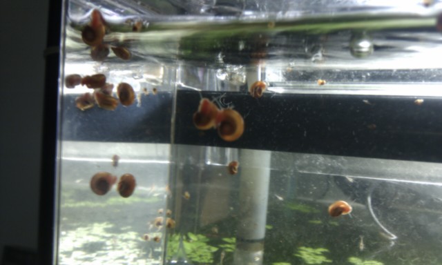 Red Ramshorn snails