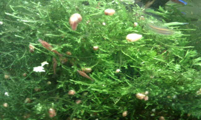 Red Cherry shrimps 2