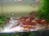 Red Ramshorn Snails