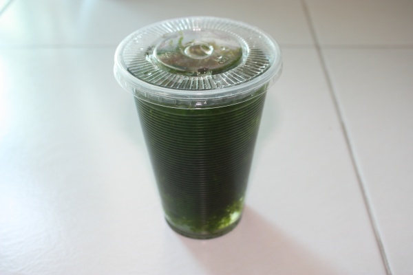 Swassertang (freshwater Seaweed)