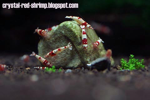 Crystal Red Shrimp