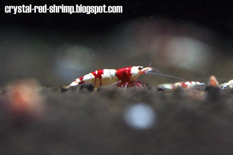 Crystal Red Shrimp