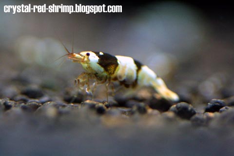 Crystal Red Shrimp