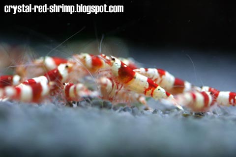 Crystal Red Shrimp