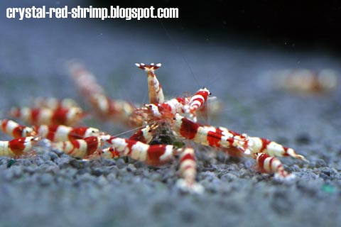 Crystal Red Shrimp