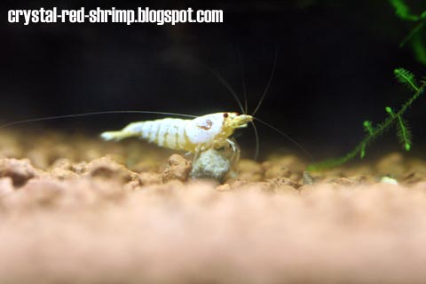 Crystal Red Shrimp