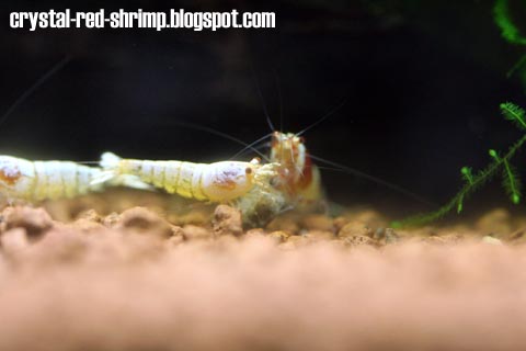 Crystal Red Shrimp