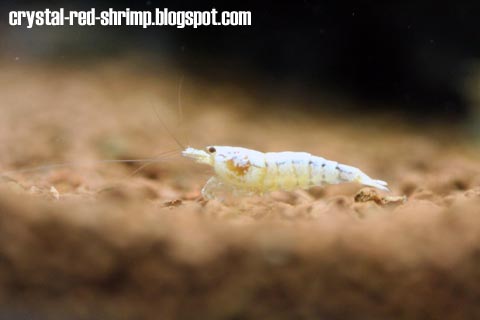 Crystal Red Shrimp