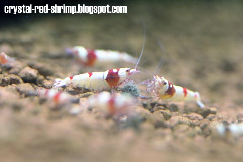 Crystal Red Shrimp