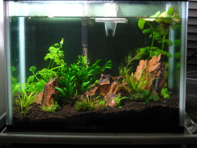 Cpark's 1 ft. nano tank.