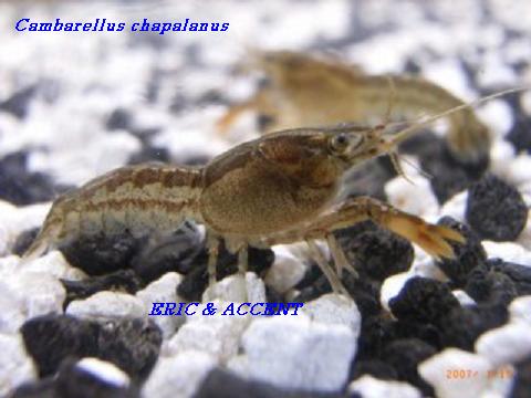 Cambarellus Chapalanus