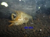 Dwarf Cambarellus Chapalanus Crays