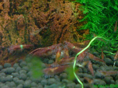 Cherry shrimps