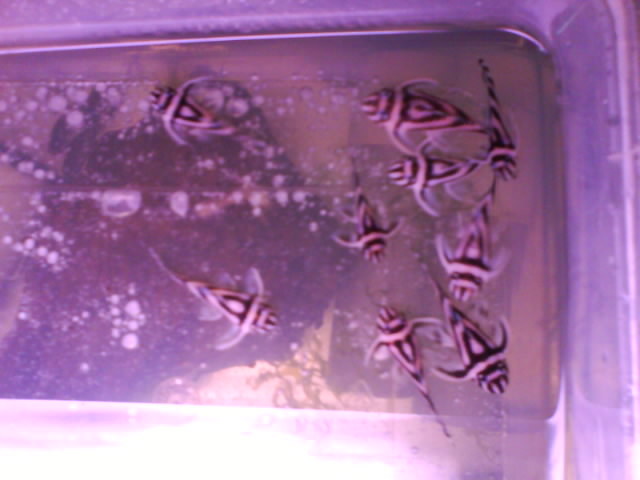 Hypancistrus zebra setup
