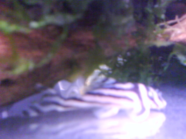 Hypancistrus zebra setup