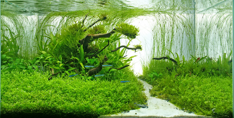 Iaplc09 - Mystifying Islands