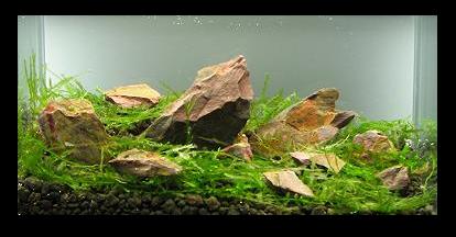 New rockscape