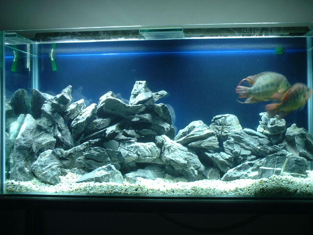 Cichlid set up