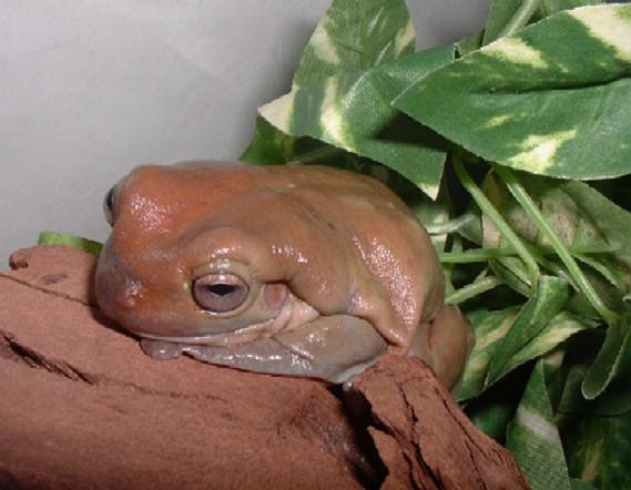 White's Tree Frog